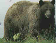 El oso negro americano